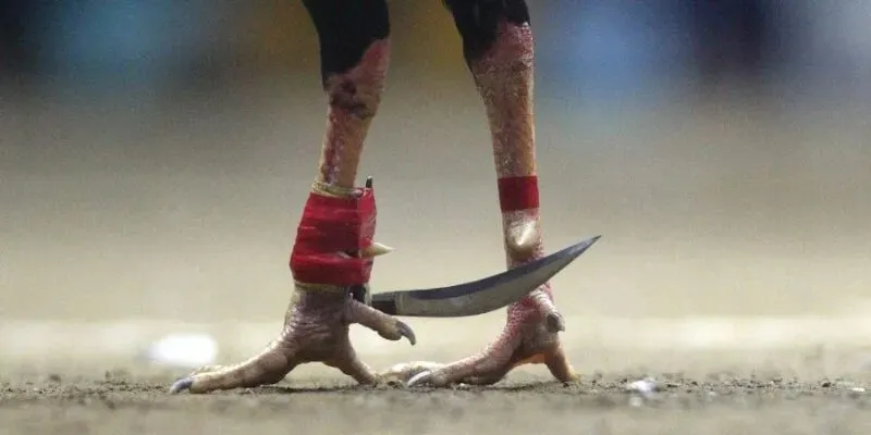 Lịch sử phát triển của đá gà cựa dao là gì